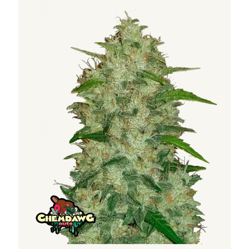 Original Auto Chemdawg · FastBuds Seeds · kenevir tohum · Disi · AutoFem