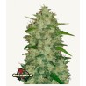 Original Auto Chemdawg · FastBuds Seeds · kenevir tohum · Disi · AutoFem