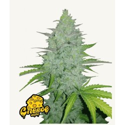 Original Auto Cheese ·...