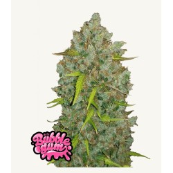 Original Auto BubbleGum · FastBuds Seeds · kenevir tohum · Disi · AutoFem