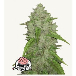 Original Auto Amnesia Haze · FastBuds Seeds · cannabis seeds · AutoFem