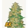 Original Auto AK · FastBuds Seeds · kenevir tohum · Disi · AutoFem