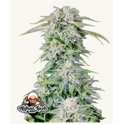 ORIGINAL AUTO AFGHAN KUSH · FastBuds Seeds · kenevir tohum · Disi · AutoFem