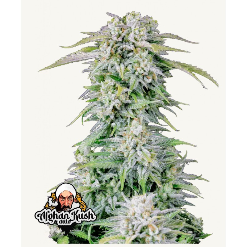 ORIGINAL AUTO AFGHAN KUSH · FastBuds Seeds · kenevir tohum · Disi · AutoFem