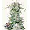 ORIGINAL AUTO AFGHAN KUSH · FastBuds Seeds · kenevir tohum · Disi · AutoFem