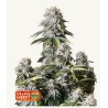 Orange Sherbet FF · FastBuds Seeds · cannabis seeds · Fem