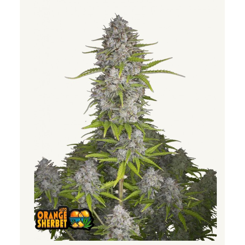 Orange Sherbet Auto · FastBuds Seeds · kenevir tohum · Disi · AutoFem