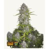 Orange Sherbet Auto · FastBuds Seeds · kenevir tohum · Disi · AutoFem