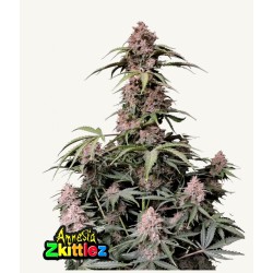 Amnesia Zkittlez Auto · FastBuds Seeds · kenevir tohum · Disi · AutoFem