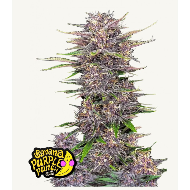 Banana Purple Punch Auto · FastBuds Seeds · cannabis seeds · AutoFem
