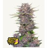 Banana Purple Punch Auto · FastBuds Seeds · cannabis seeds · AutoFem