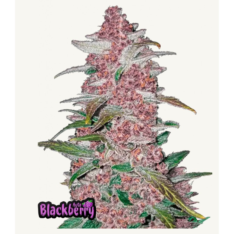 Blackberry Auto · FastBuds Seeds · cannabis seeds · AutoFem