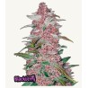 Blackberry Auto · FastBuds Seeds · cannabis seeds · AutoFem