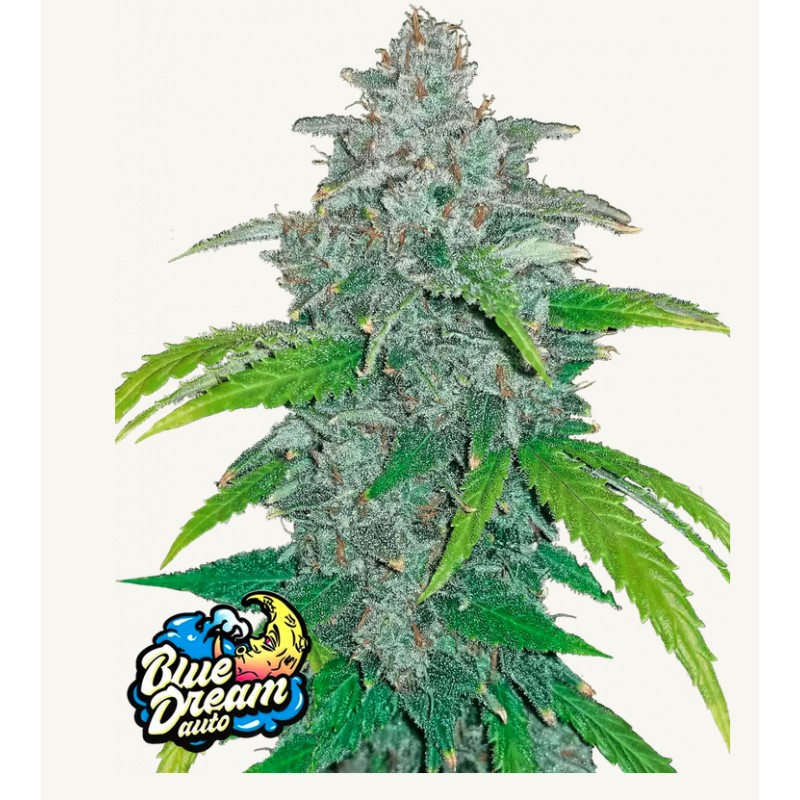 Blue Dream Matic · FastBuds Seeds · kenevir tohum · Disi · AutoFem