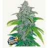 Blue Dream Matic · FastBuds Seeds · cannabis seeds · AutoFem