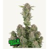 Bruce Banner Auto · FastBuds Seeds · cannabis seeds · AutoFem
