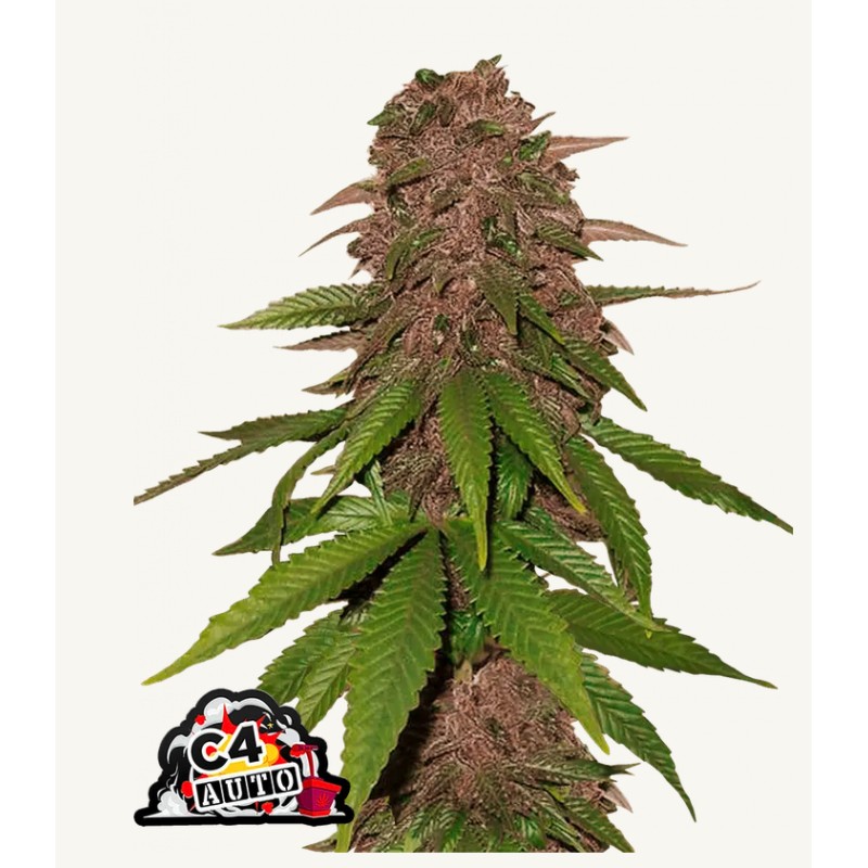 C4 Matic · FastBuds Seeds · cannabis seeds · AutoFem