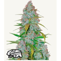 Californian Snow Auto · FastBuds Seeds · cannabis seeds · AutoFem