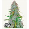 Cherry Cola Auto · FastBuds Seeds ·kenevir tohum · Disi · AutoFem
