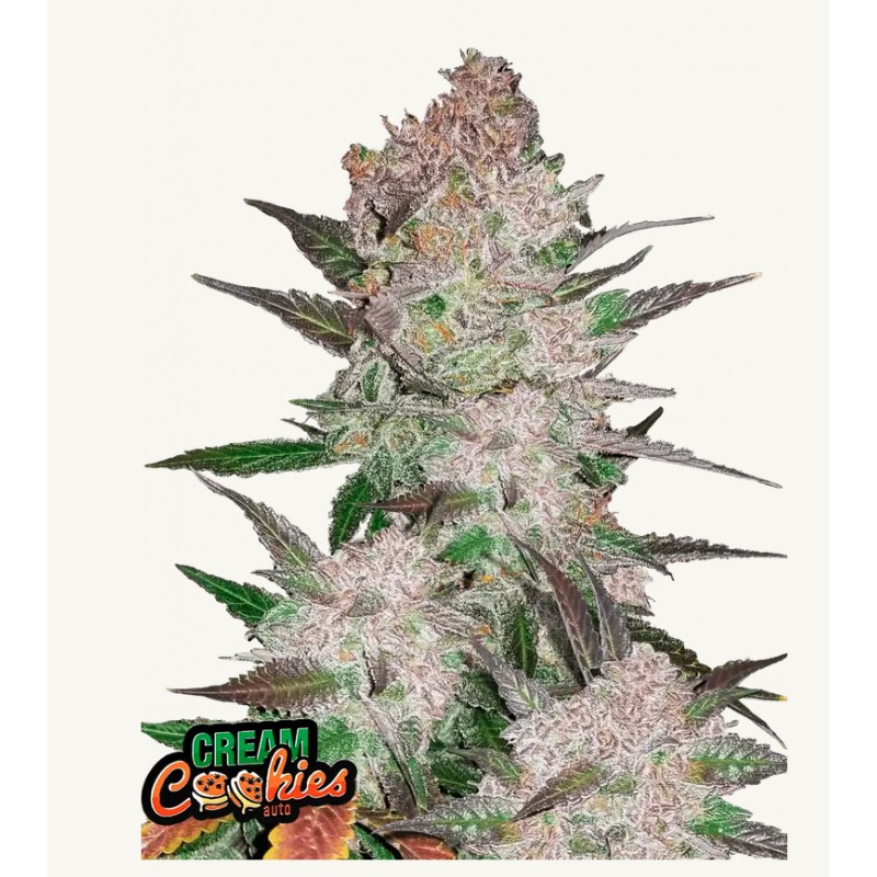 Cream Cookies Auto · FastBuds Seeds · kenevir tohum · Disi · AutoFem