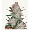 Cream Cookies Auto · FastBuds Seeds · kenevir tohum · Disi · AutoFem