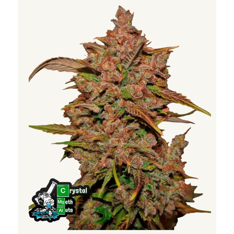 Crystal Meth Auto · FastBuds Seeds · kenevir tohum · Disi · AutoFem
