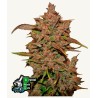 Crystal Meth Auto · FastBuds Seeds · kenevir tohum · Disi · AutoFem