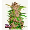 Fastberry Auto · FastBuds Seeds · cannabis seeds · AutoFem