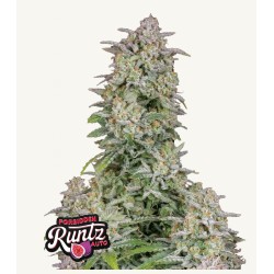 Forbidden Runtz Auto · FastBuds Seeds · cannabis seeds · AutoFem