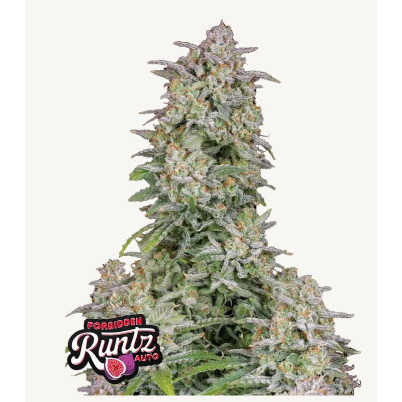 Forbidden Runtz Auto · FastBuds Seeds · cannabis seeds · AutoFem