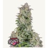 Forbidden Runtz Auto · FastBuds Seeds · kenevir tohum · Disi · AutoFem