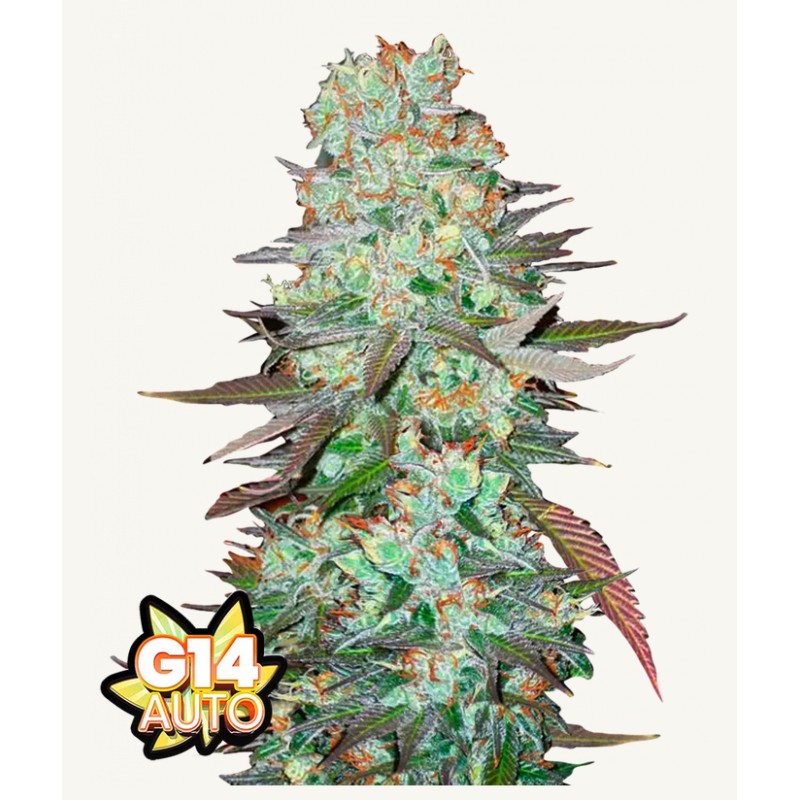 G14 Auto · FastBuds Seeds · kenevir tohum · Disi · AutoFem