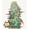 G14 Auto · FastBuds Seeds · cannabis seeds · AutoFem