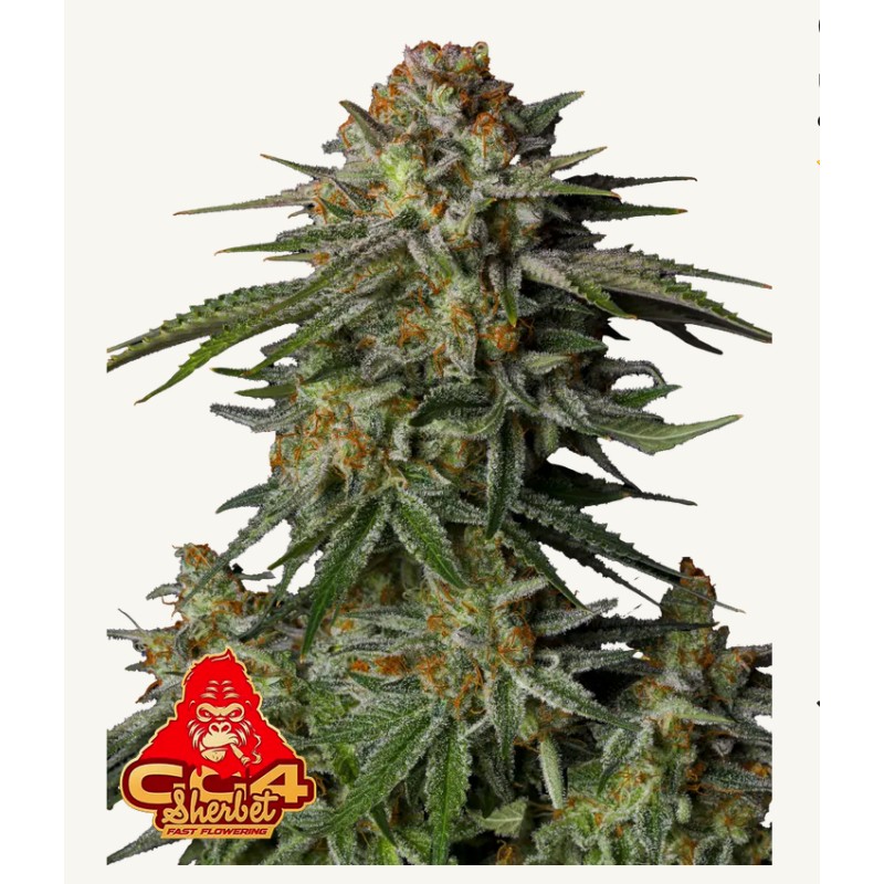 GG4 Sherbet FF · FastBuds Seeds · kenevir tohum · Disi · Fem