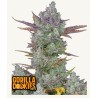 Gorilla Cookies Auto · FastBuds Seeds · kenevir tohum · Disi · AutoFem