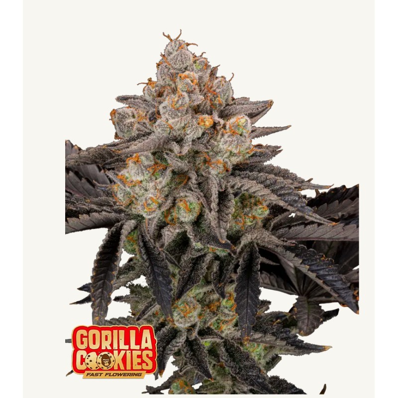 Gorilla Cookies FF · FastBuds Seeds · kenevir tohum · Disi · Fem