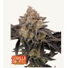 Gorilla Cookies FF · FastBuds Seeds · cannabis seeds · Fem