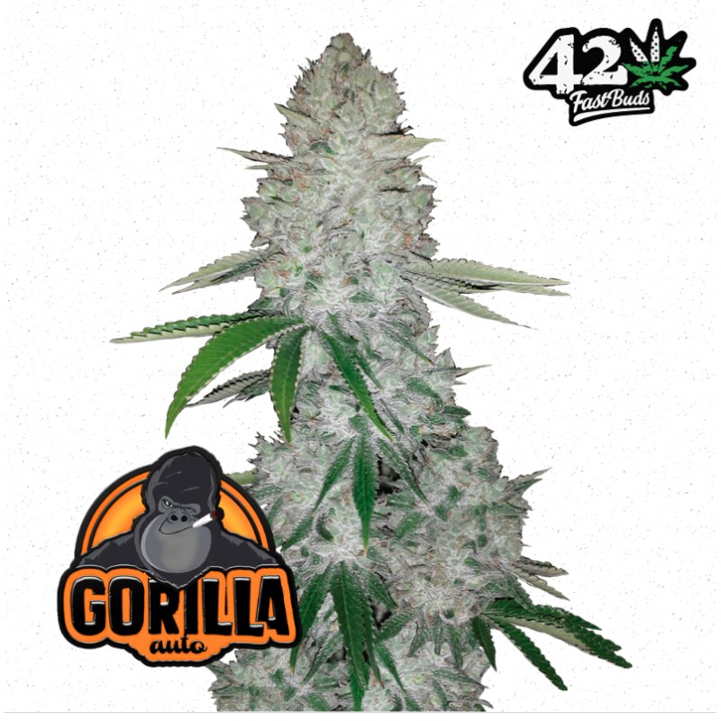 Gorilla Glue Auto · FastBuds Seeds · cannabis seeds · AutoFem