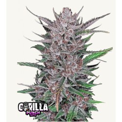 Gorilla Punch Auto · FastBuds Seeds · cannabis seeds · AutoFem