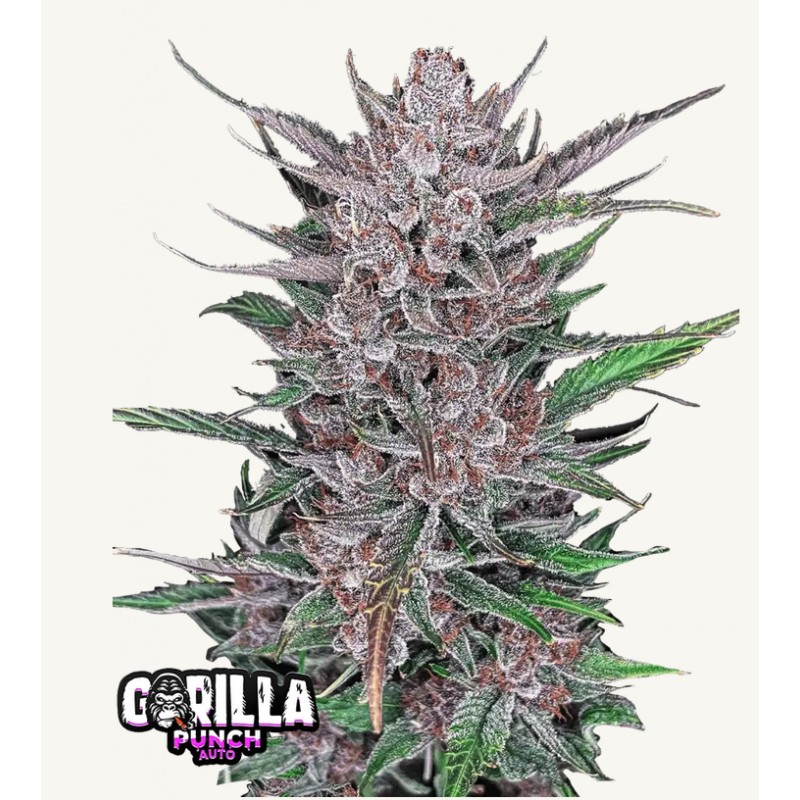 Gorilla Punch Auto · FastBuds Seeds · cannabis seeds · AutoFem