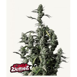 Gorilla Zkittlez Auto · FastBuds Seeds · cannabis seeds · AutoFem