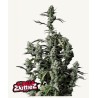Gorilla Zkittlez Auto · FastBuds Seeds ·kenevir tohum · Disi · AutoFem