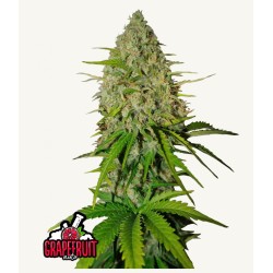 Grapefruit Auto · FastBuds Seeds · cannabis seeds · AutoFem