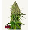 Grapefruit Auto · FastBuds Seeds · cannabis seeds · AutoFem