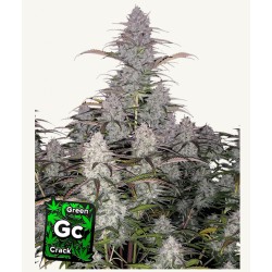 Green Crack Auto · FastBuds Seeds · cannabis seeds · AutoFem