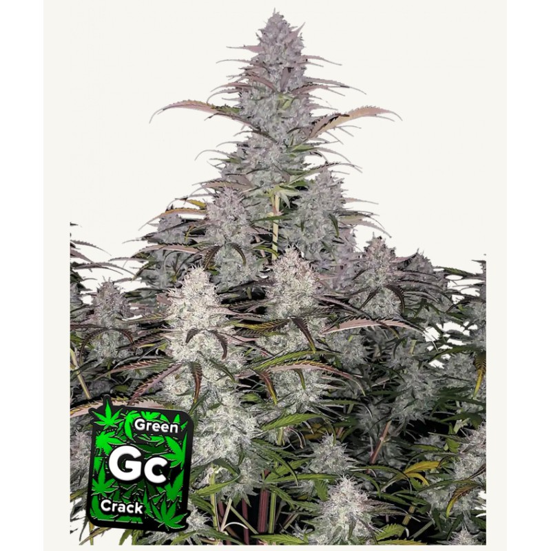 Green Crack Auto · FastBuds Seeds · cannabis seeds · AutoFem