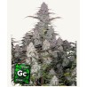 Green Crack Auto · FastBuds Seeds · kenevir tohum · Disi · AutoFem