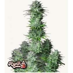 Kosher Cake Auto · FastBuds Seeds · kenevir tohum · Disi · AutoFem