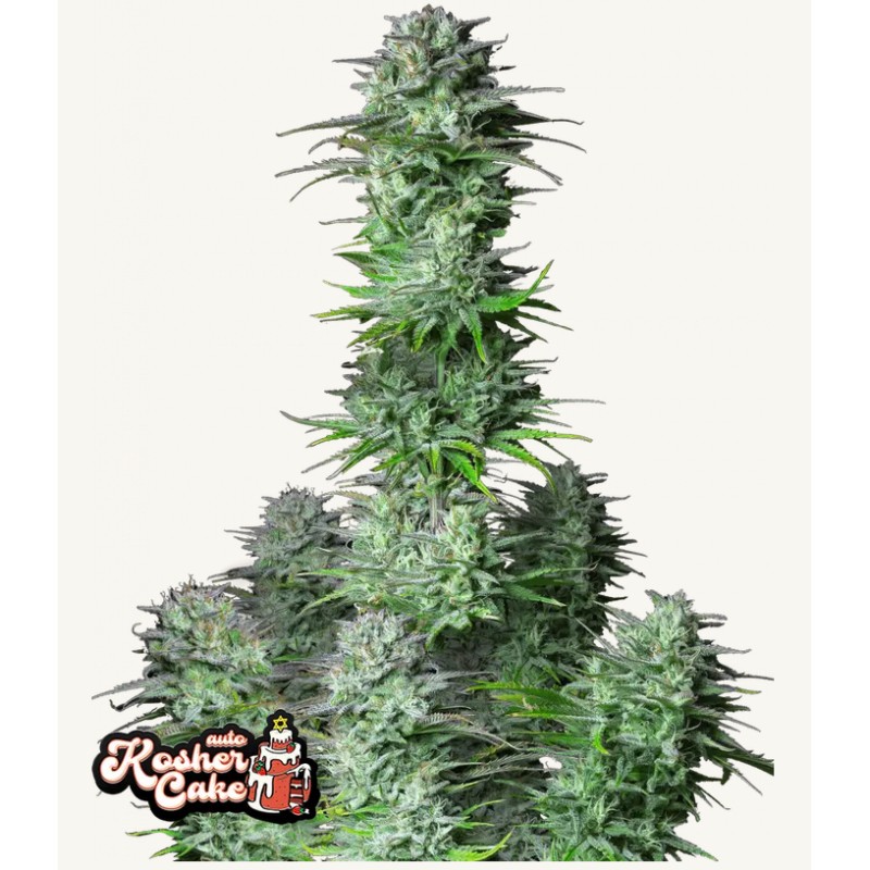 Kosher Cake Auto · FastBuds Seeds · cannabis seeds · AutoFem