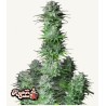 Kosher Cake Auto · FastBuds Seeds · cannabis seeds · AutoFem
